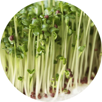 Brotes de brócoli