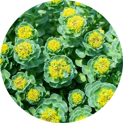 Rhodiola rosea