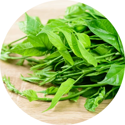 Gymnema sylvestre