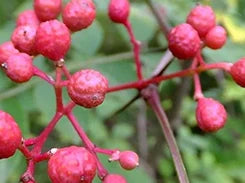 Eleuterococo